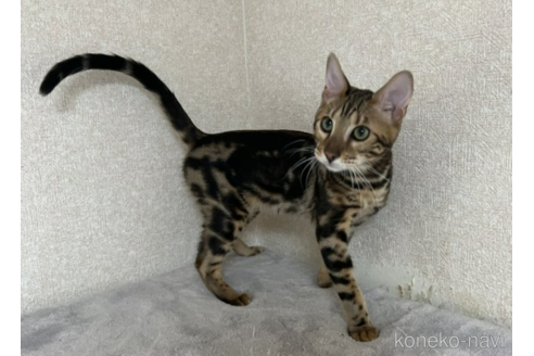 成約済の千葉県のベンガル-54630の2枚目